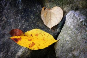 Fine Art Print - "Three Leaves"