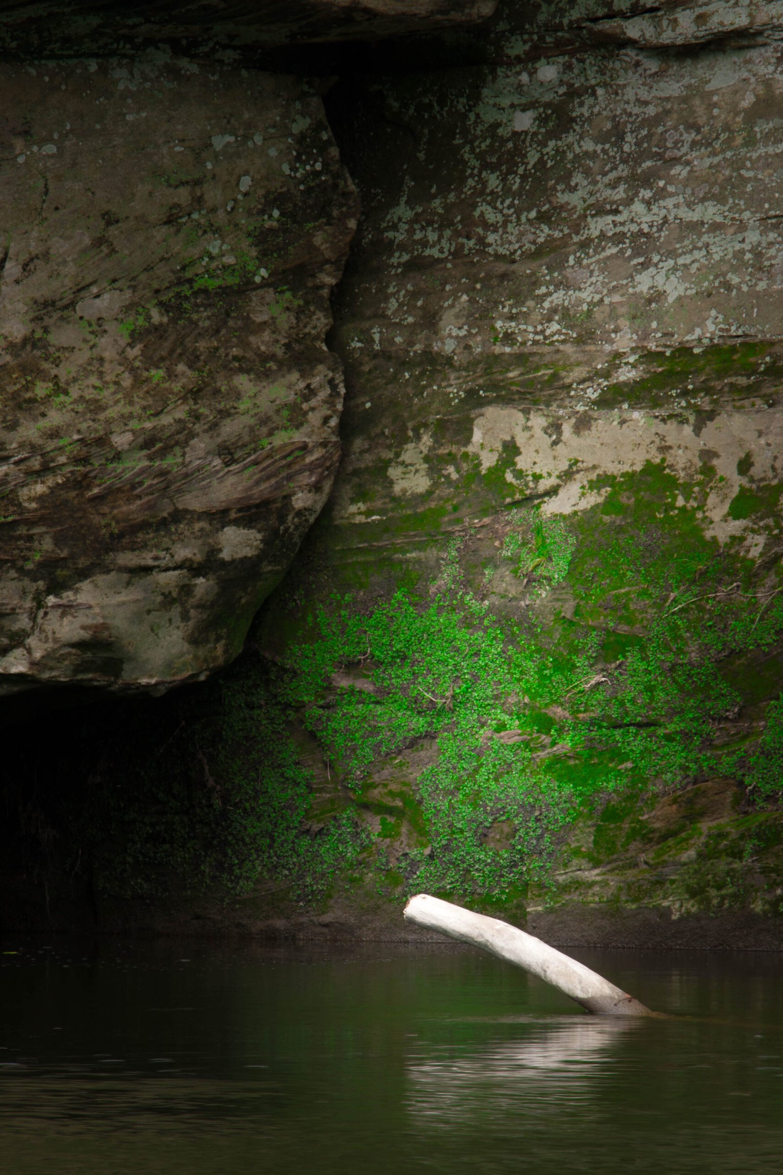 Fine Art Print - "Log in Water"