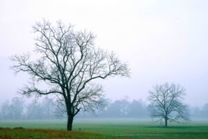 Fine Art Print - "Cades Cove Two Trees"