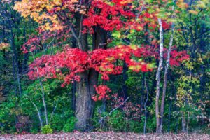 Fine Art Print - "Red Maple"