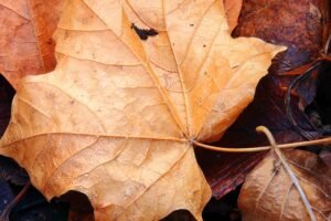 Fine Art Print - "Brown Maple Leaf "