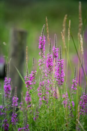 Fine Art Print - "Quiet Blooming"