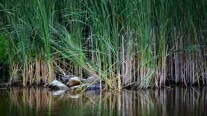 Fine Art Print - "Cattails and Rock"
