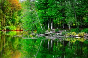 Fine Art Print - "Worster Lake in Spring"