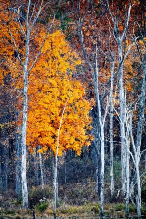 Fine Art Print - "Mississinewa Lake in Fall"