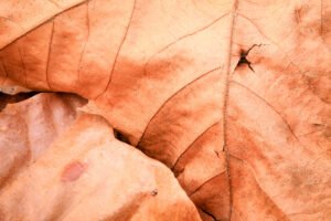 Fine Art Print - "Brown Maple Leaf 2"