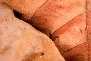 Fine Art Print - "Brown Maple Leaf 3 "