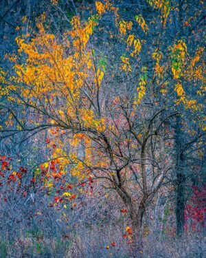 Fine Art Print - "Golden Quiet"