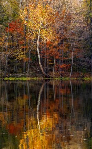 Fine Art Print - "Golden Reflection"