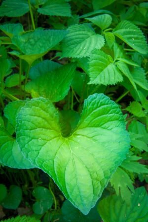 Fine Art Print - "Wild Ginger Leaf"