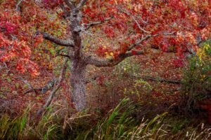 Fine Art Print - "Flame Red Leaves"