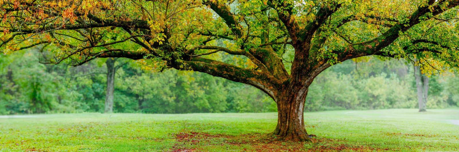 Panorama Fine Art Print - "Clifty Falls Tree Pano"
