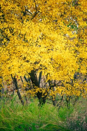Fine Art Print - "Gilded Tree"