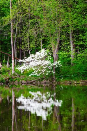 Fine Art Print - "Flowering dogwood at Worster Lake"