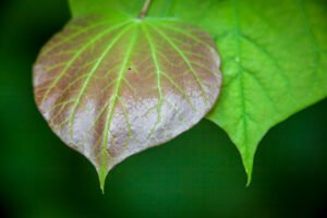 Fine Art Print - "New Wild ginger Twins"