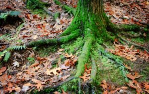Fine Art Print - "Mossy Root"