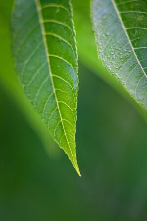 Fine Art Print - "Leaf"