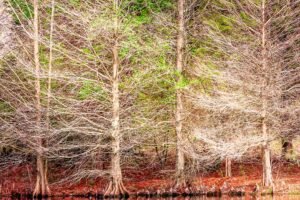 Fine Art Print - "These Four Trees"