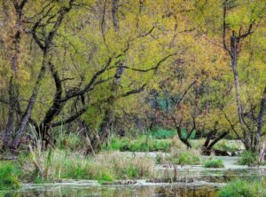 Fine Art Print - "Shock Lake"