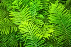 Fine Art Print - "Northern Michigan Ferns "