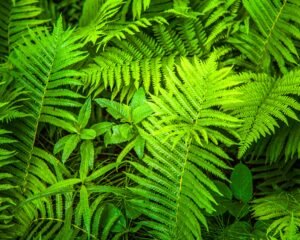 Fine Art Print - "Northern Michigan Ferns 2"