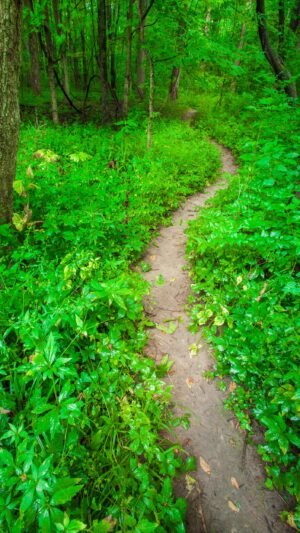 Fine Art Print - "Path in Woods "