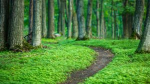 Fine Art Print - "Northern Michigan Forest Path 2"