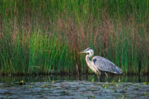 Fine Art Print - "Blue Heron"